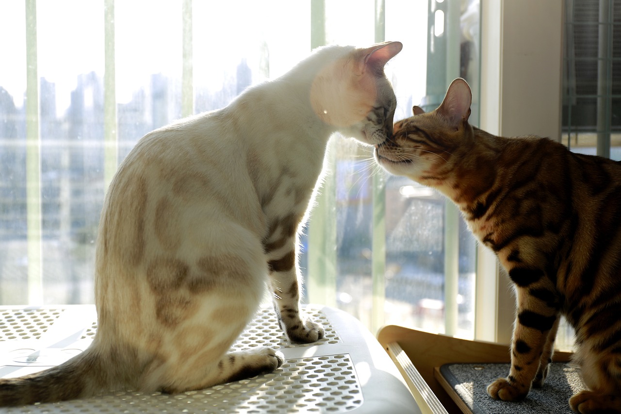 The Playful Spirit of the Bengal Cat